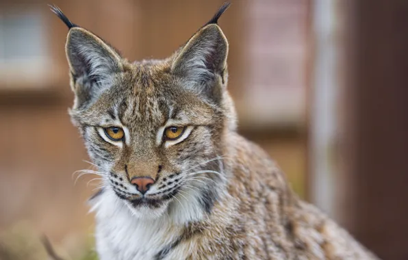 Картинка кошка, взгляд, рысь, ©Tambako The Jaguar, морда