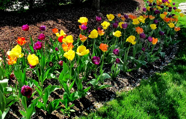 Картинка Весна, Тюльпаны, Spring, Colors, Tulips