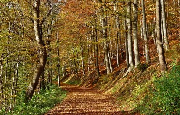 Картинка осень, лес, листья, лучи, деревья, дорожка, forest, листопад