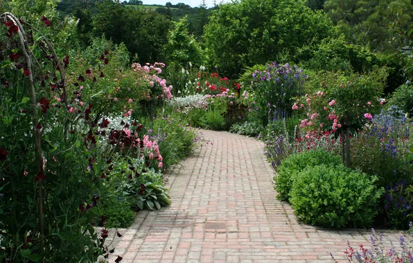 Зелень, цветы, Англия, сад, дорожка, Devon, кусты, Rosemoor Garden