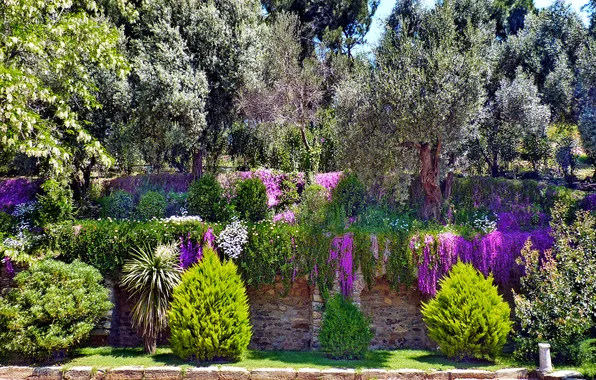 Картинка деревья, цветы, парк, кусты, Турция, Izmir