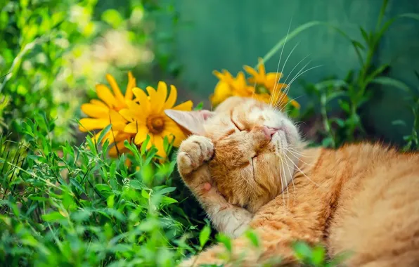 Кошка, кот, цветы, сон, рыжий
