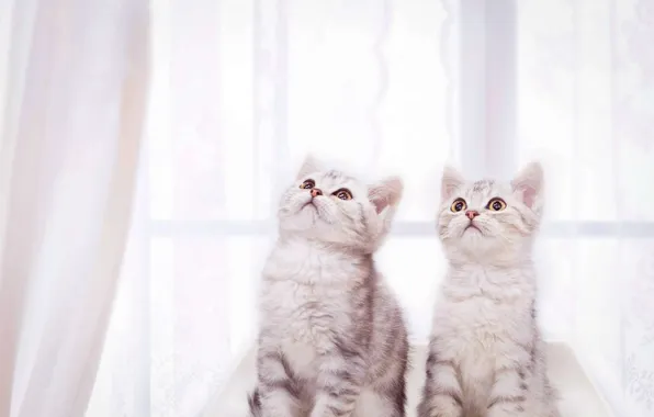Взгляд, кошки, поза, котята, мордашки