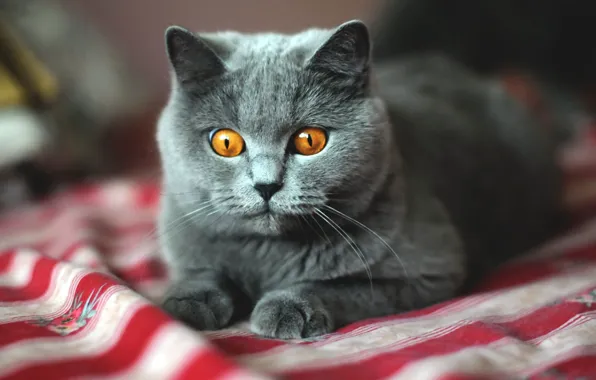 Кошка, кот, взгляд, полоски, серый, портрет, постель, лежит