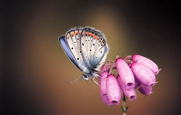 Бабочка, арт, цветочек, monteillard damien, Silver-studded Blue Butterfly