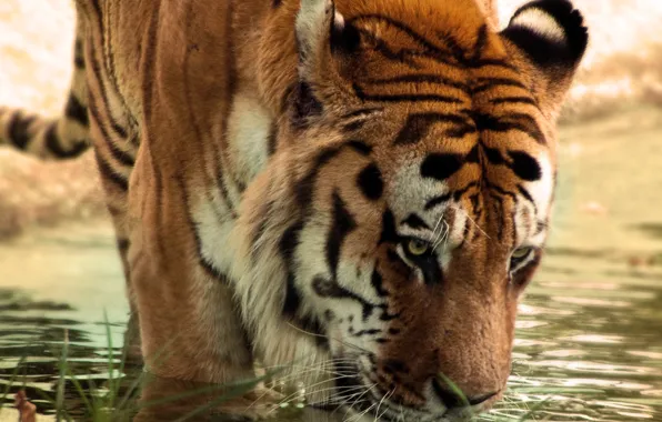 Картинка вода, тигр, сушняк