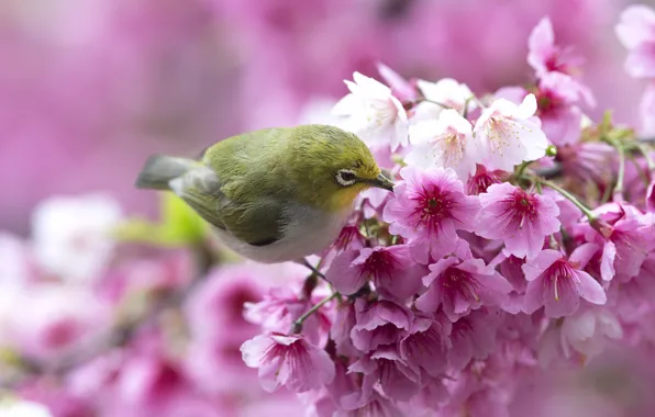 Цветы, птица, ветка, весна, сакура, белоглазка, белый глаз, white-eye