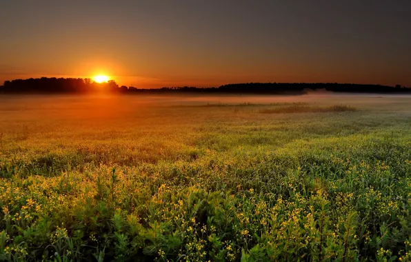 Картинка поле, солнце, пейзаж, природа, туман, восход, рассвет, утро