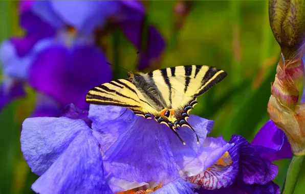 Макро, Цветы, Весна, Бабочка, Flowers, Spring, Macro, Butterfly