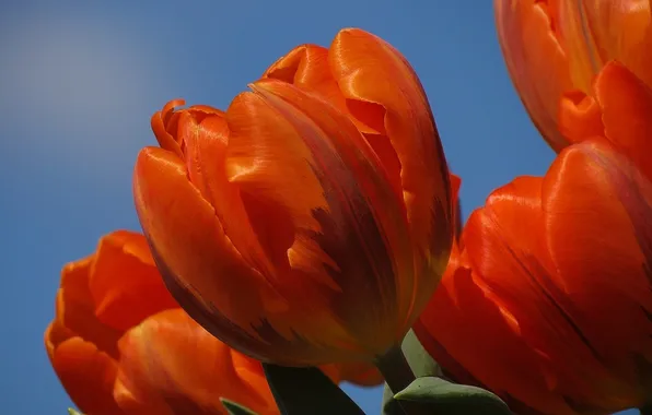 Картинка небо, лепестки, тюльпаны, оранжевые