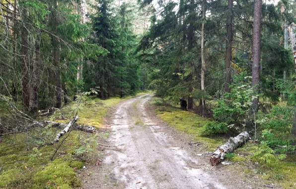 Дорога, Лес, Елки