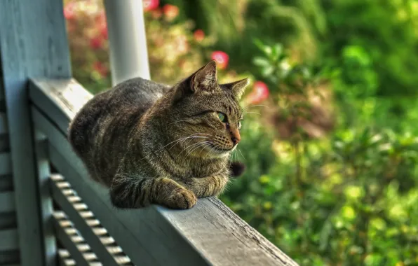 Зелень, кошка, лето, кот, взгляд, природа, поза, серый
