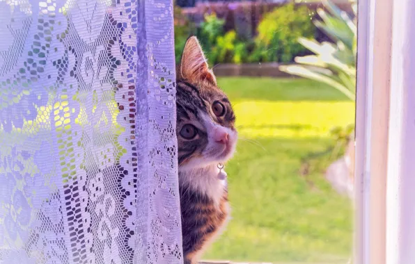 Картинка кошка, взгляд, котенок, окно