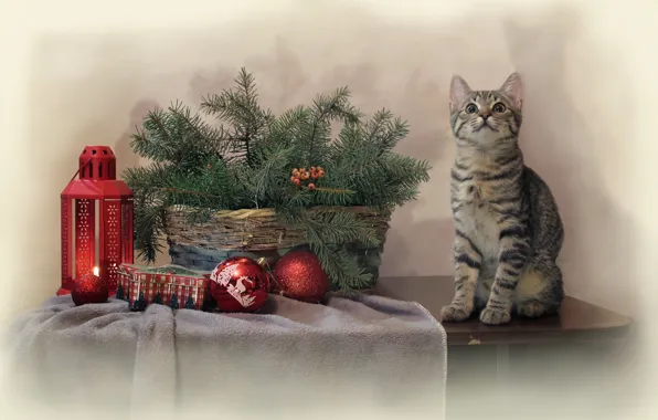 Картинка кошка, кот, ветки, стол, животное, праздник, игрушки, новый год