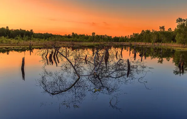 Картинка озеро, отражение, дерево, зеркало, восход солнца, оранжевое небо