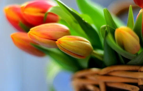 Цветы, корзина, букет, тюльпаны, flowers, tulips, bouquet, basket