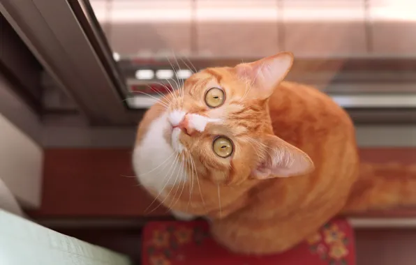 Кошка, кот, взгляд, рыжий, мордашка, сидит, ракурс, вид сверху