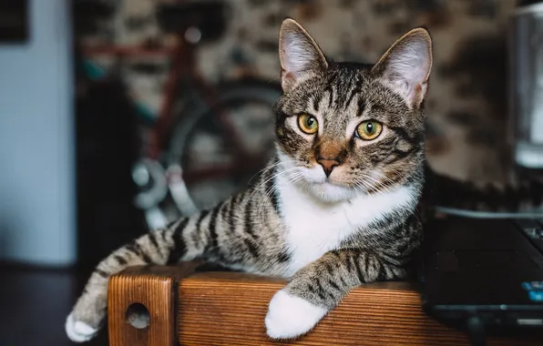Кошка, кот, взгляд, велосипед, поза, серый, комната, стена