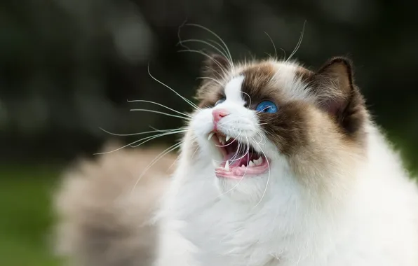 Кошка, кот, взгляд, природа, портрет, пасть, хвост, мордашка