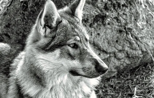 Картинка nature, snow, predator, face, animal, wolf, wildlife, portrait