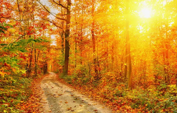 Картинка дорога, осень, лес, листья, деревья, природа, фото, лучи света