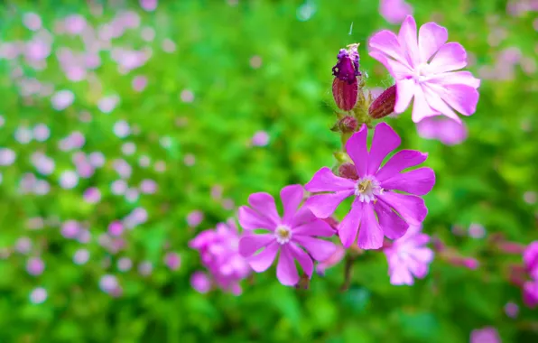 Pink, Flowers, Garden, Cosmos