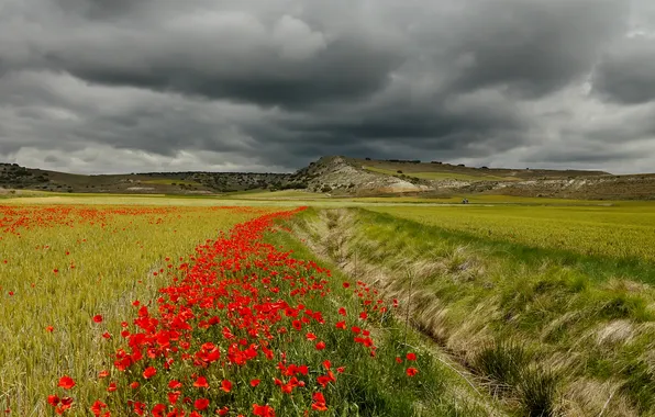 Картинка поле, небо, трава, цветы, тучи, холмы, овраг