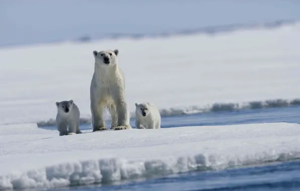 Картинка море, льдина, медвежата, белый медведь, арктика