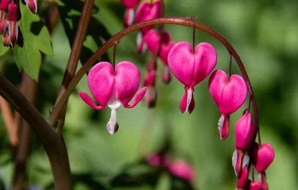 Цветы, Flowers, Боке, Bokeh, Pink flowers