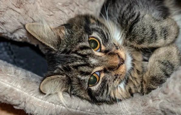 Кошка, кот, взгляд, морда, серый, портрет, лапы, лежит