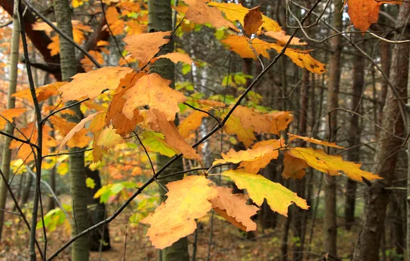 Autumn, leafs, fall, twig