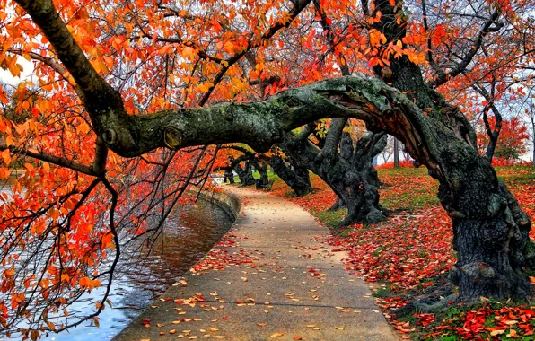 Осень, лес, небо, листья, вода, деревья, природа, парк