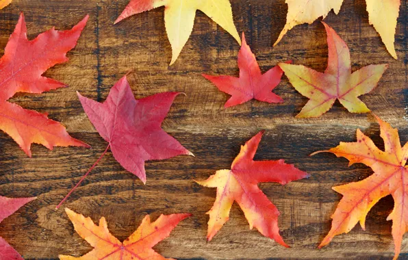 Осень, листья, фон, colorful, клен, wood, background, autumn
