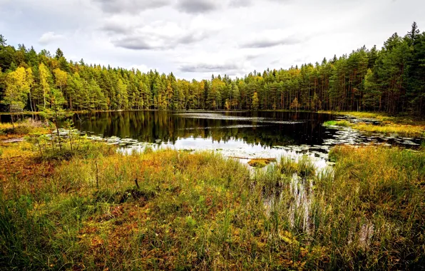 Осень, лес, деревья, озеро, парк, Финляндия, Хельсинки, Sipoonkorpi National Park