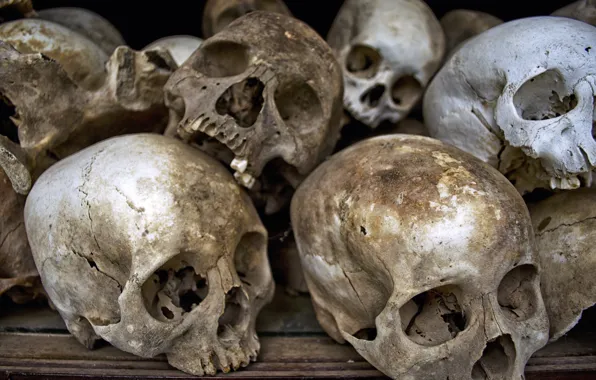 Skull, human, bones