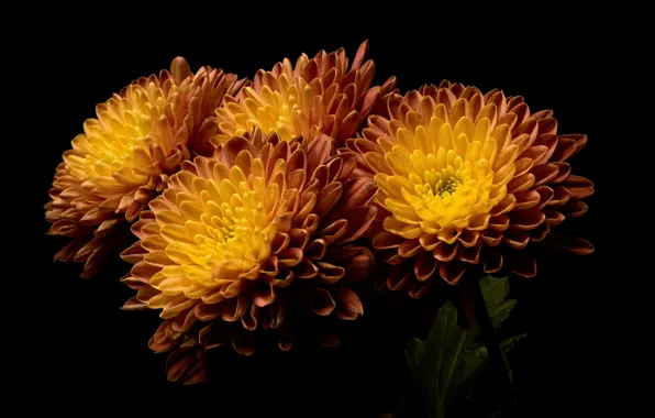 Цветы, природа, фон