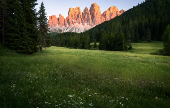 Картинка лес, Альпы, луг