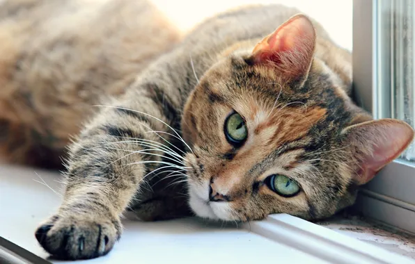 Картинка кошка, глаза, кот, лапа, окно, зеленые, подоконник