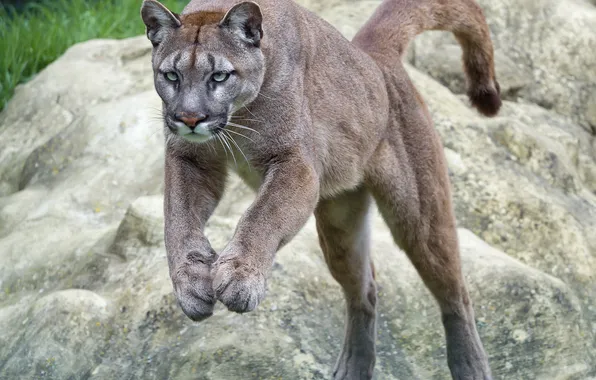 Картинка кошка, прыжок, пума, горный лев, кугуар, ©Tambako The Jaguar