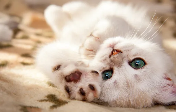 Кошка, белый, взгляд, поза, котенок, малыш, лежит, плед