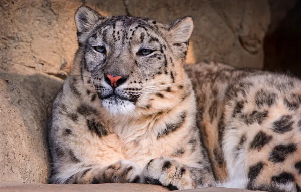 Взгляд, камни, отдых, дремота, или снежный леопард (Uncia uncia, или снежный барс, Panthera uncia), Ирбис