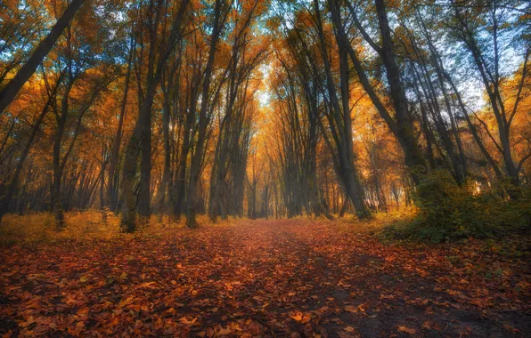 Осень, листья, деревья, парк, листва, аллея