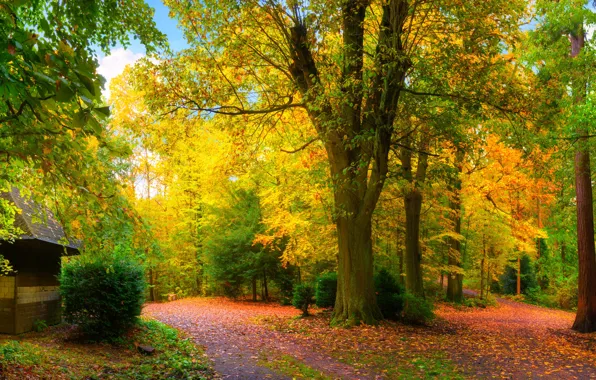 Картинка Природа, Осень, Деревья, Листья, Панорама, Парки