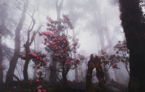 Картинка лес, деревья, природа, туман, Гималаи, Непал, рододендрон, Nepal