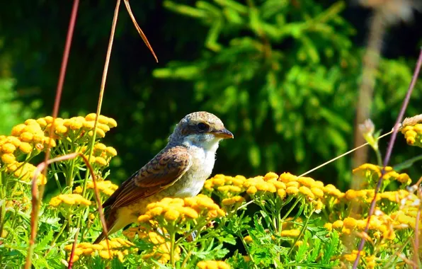 Картинка Природа, Птичка, nature, Bird, пижма