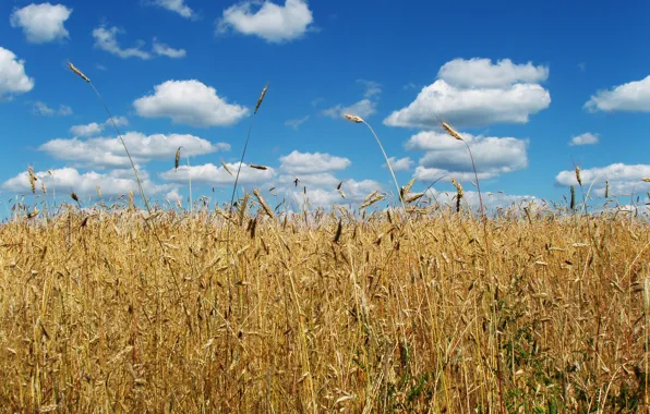 Картинка пшеница, небо, облака, флаг, колоски, колосья, символика, пшеничное поле
