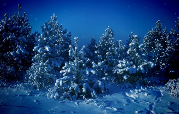 Зима, снег, деревья, синий, Елки