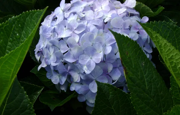 Blue, Vietnam, spring, hydrangea, Dalat