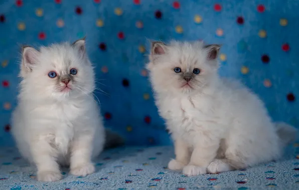 Взгляд, кошки, поза, котенок, котята, белые, голубые глаза, малыши