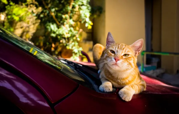 Машина, авто, кошка, лето, кот, морда, красный, дом